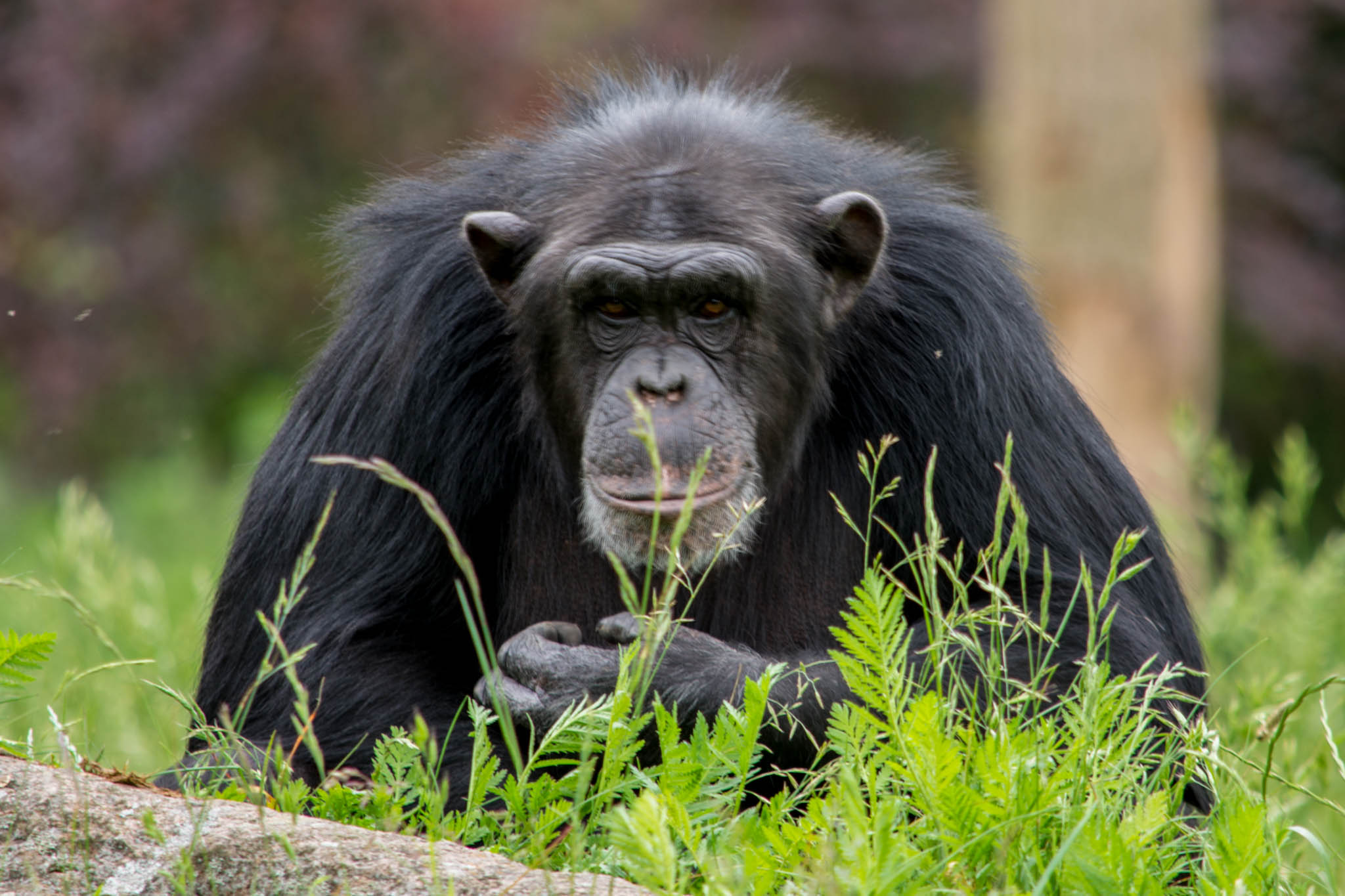 Chimpanzee meat being eaten in UK as border force urged to bring in DNA