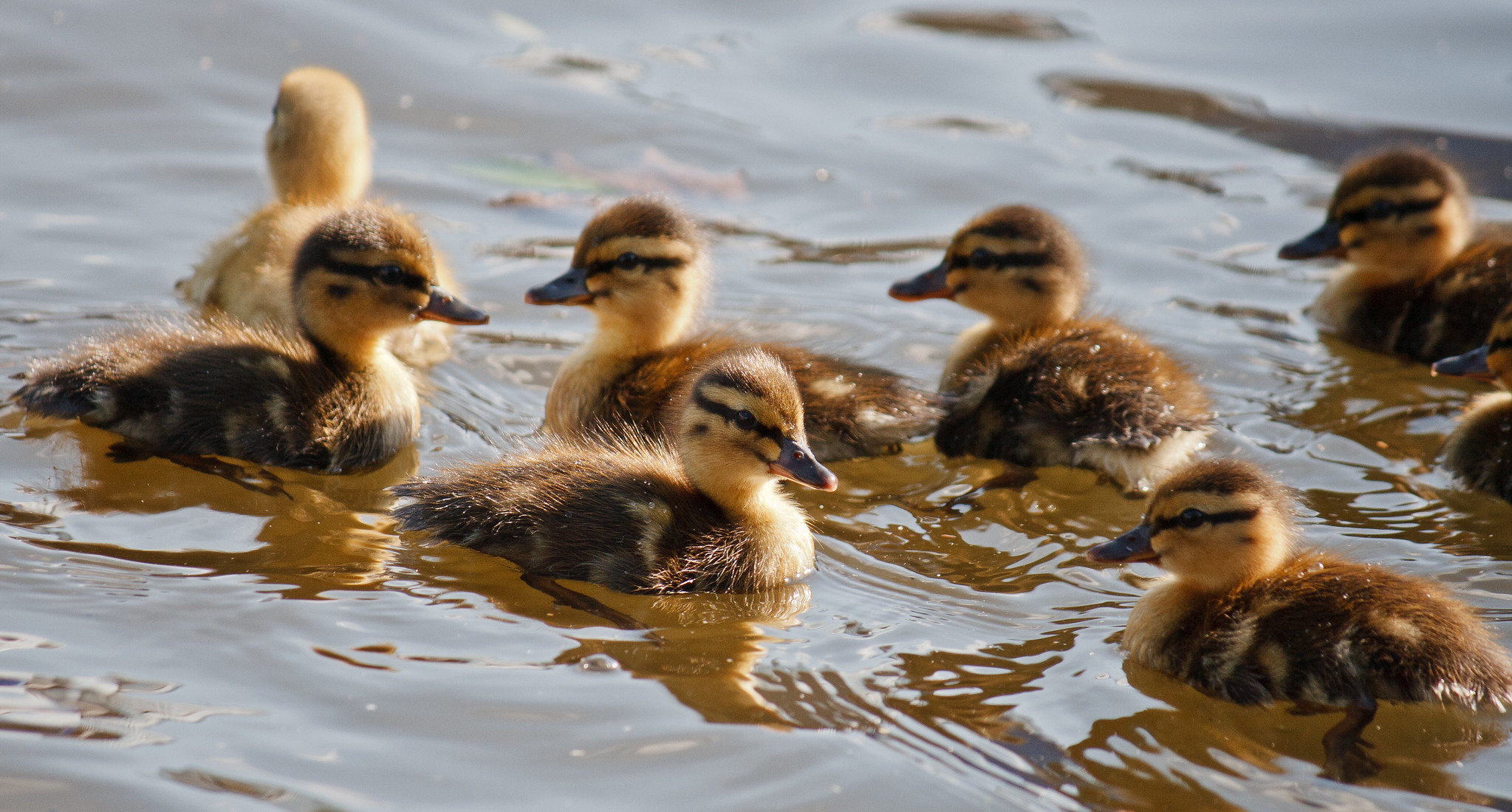 Surrey Wildlife Aid Foundation overrun with orphaned ducklings has ...