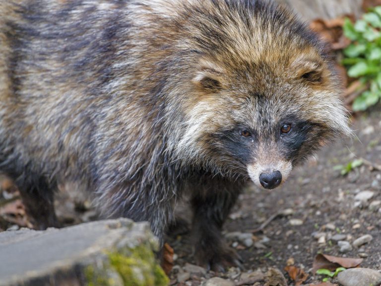 Raccoon dogs may be Britain’s next non-native pest, study finds ...