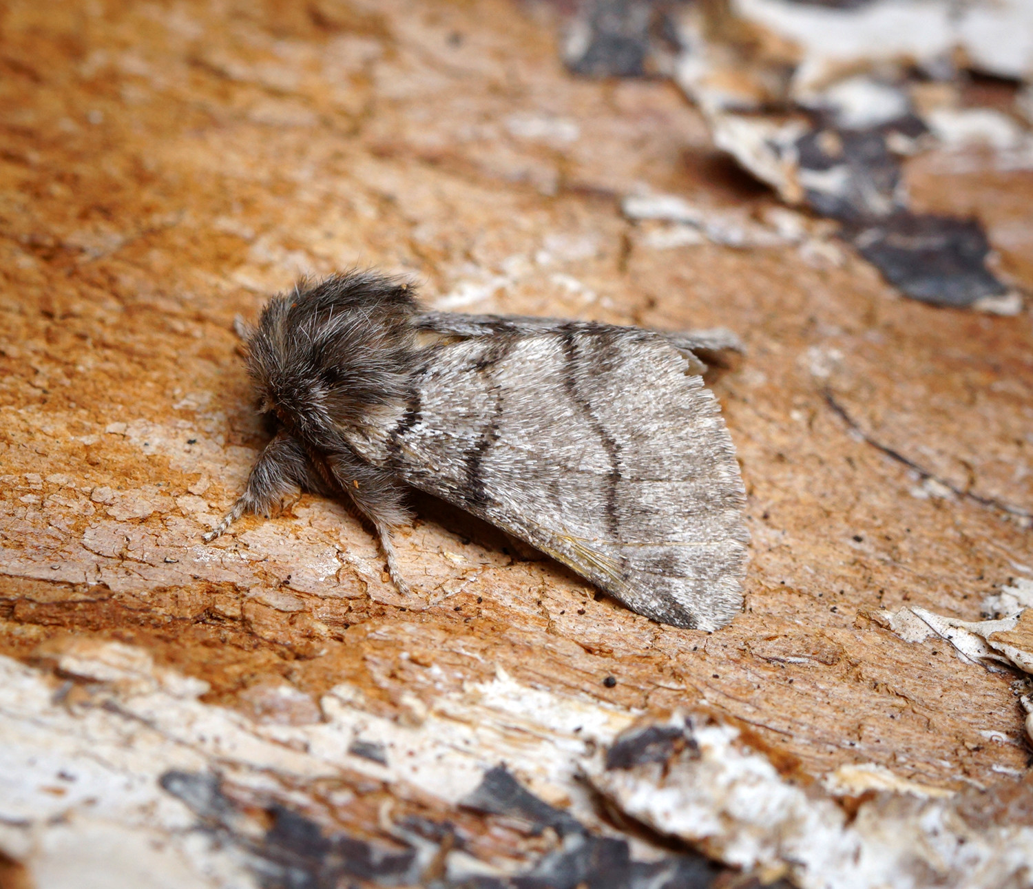 Toxic Oak Moth Threatens UK Trees After Failure To Control Its Spread   45404039382 9e400893dc H 